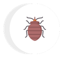 bedbug icon