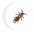 earwig icon