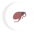 flea icon
