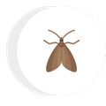 moth icon