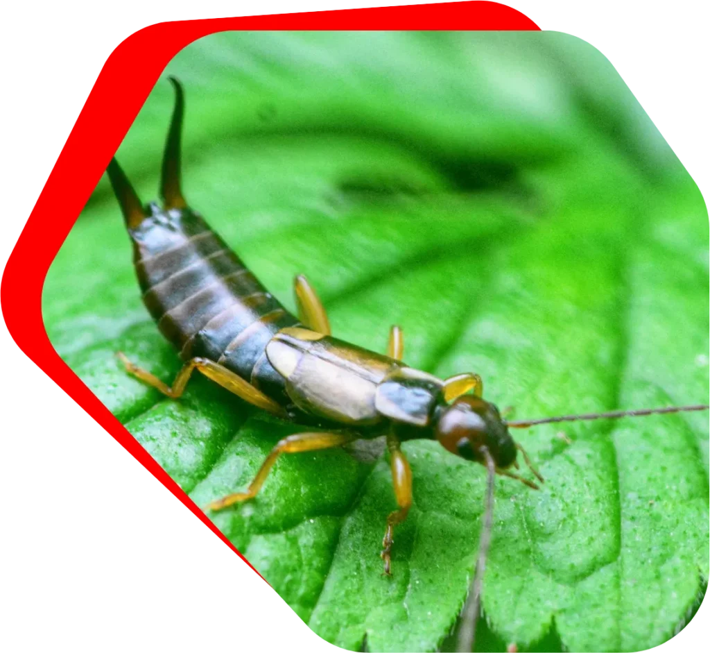 Earwig Exterminator Baltimore, MD Banner Image