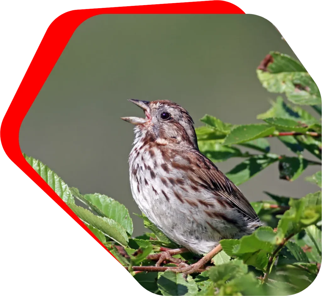 Bird Removal Baltimore, MD Banner Image