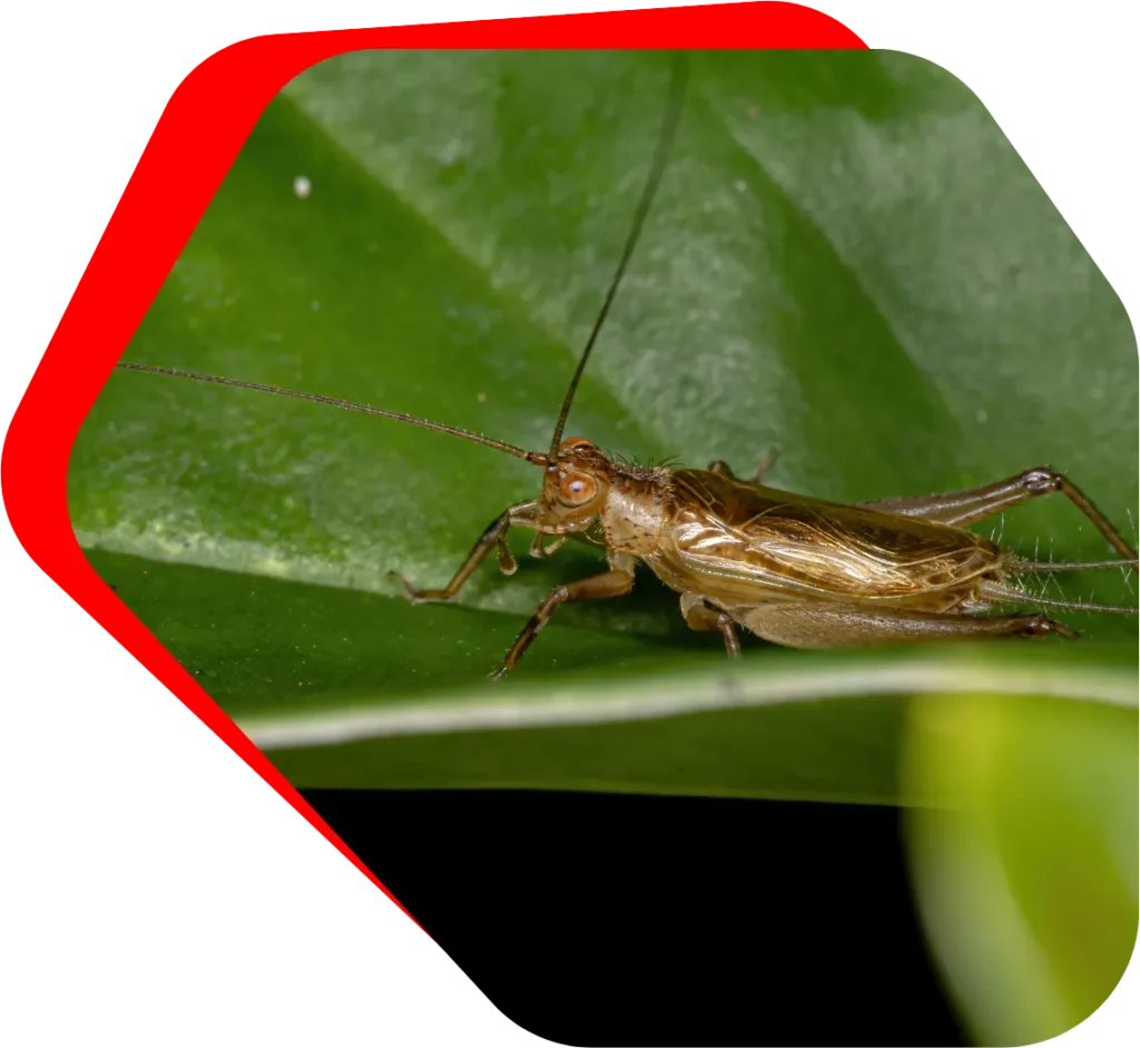 Cricket Exterminator Baltimore, MD Banner Image