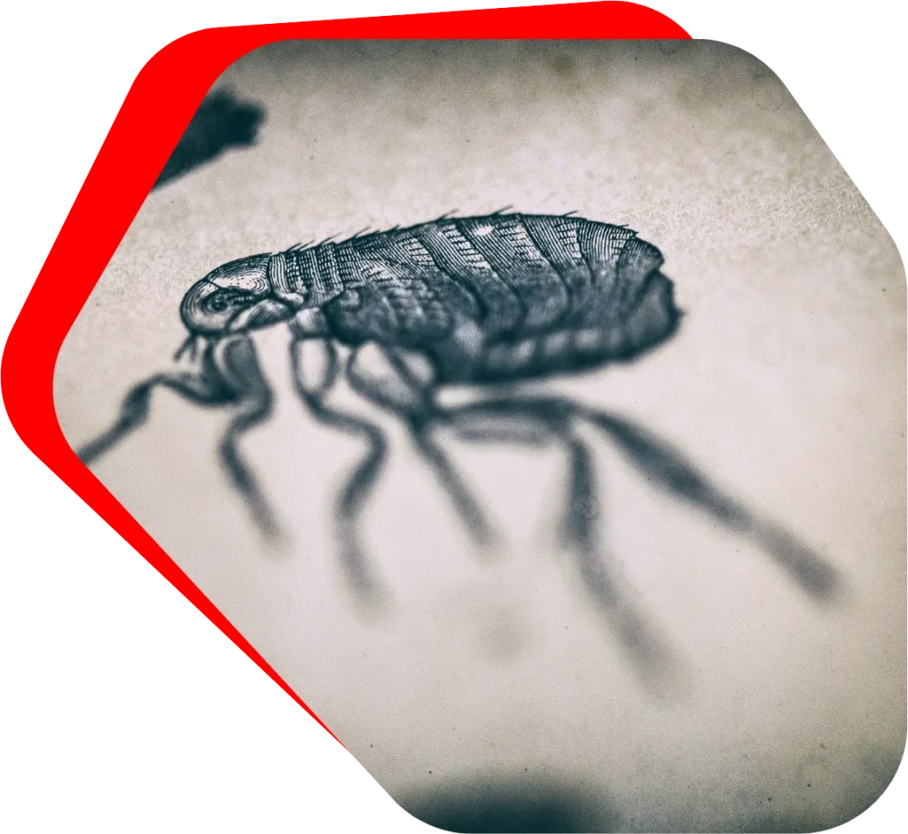 Flea Exterminator in Baltimore, MD Banner Image