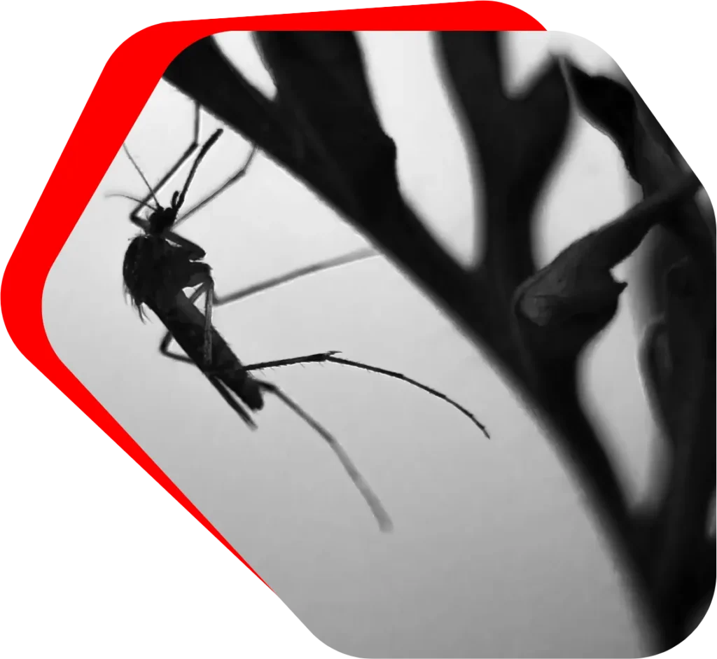 Mosquito Control banner image
