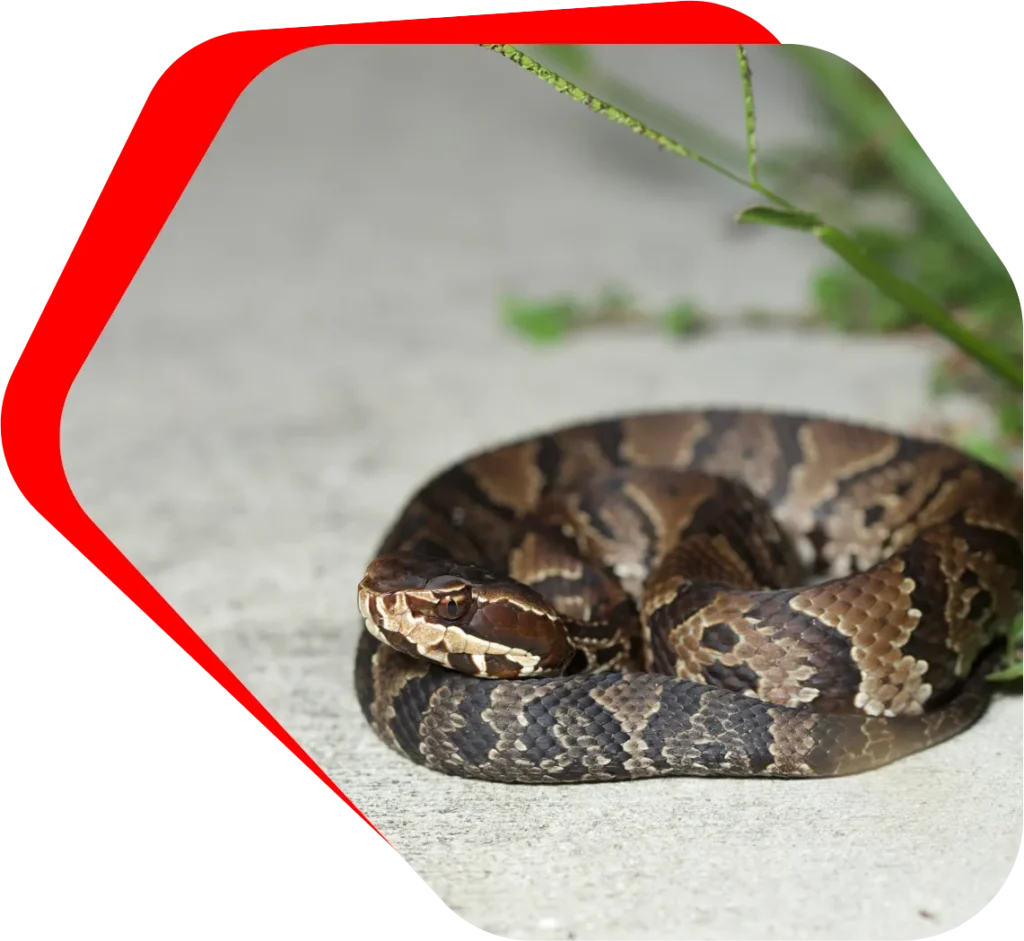 Snake removal Baltimore, MD Banner Image