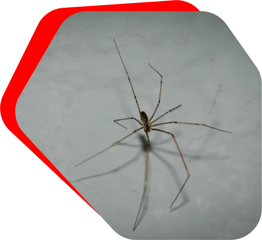Spider Exterminator in Baltimore, MD Banner Image