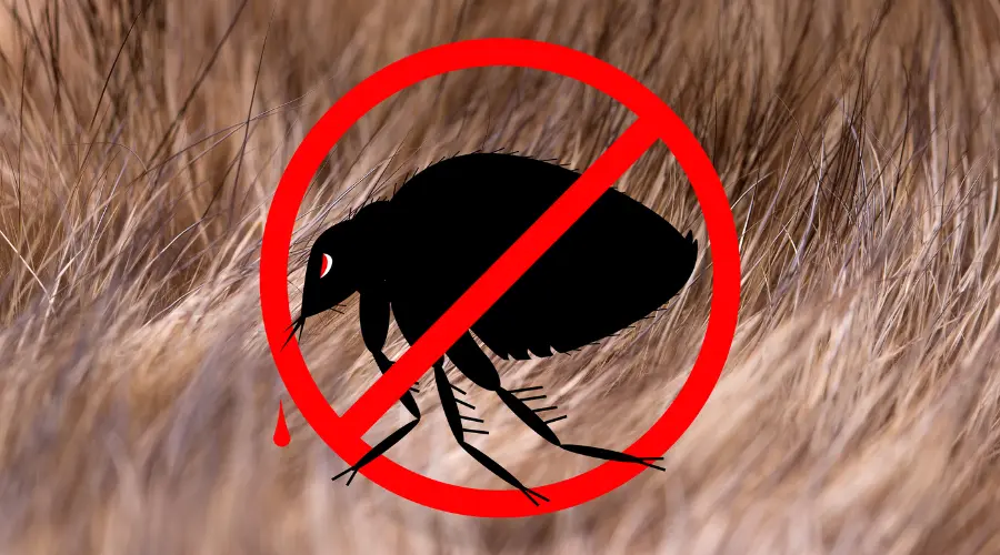 No mosquitoes sign with a crossed-out mosquito silhouette over a grassy background, indicating mosquito prevention or control.