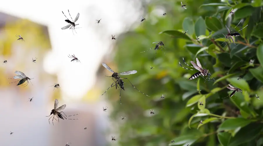 Many mosquitoes buzzing around a leafy hedge in a sunny outdoor scene.