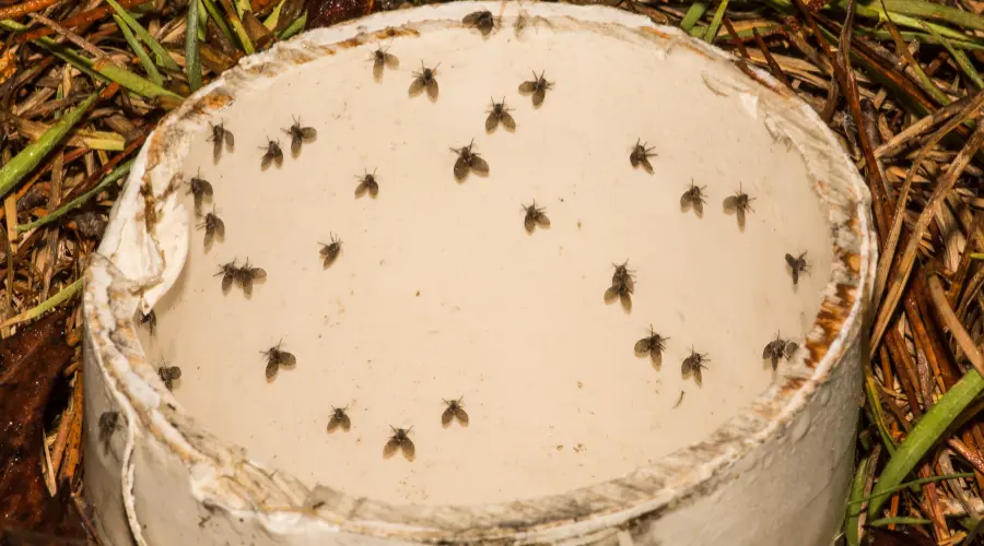White plastic bucket filled with water, with dozens of small flies floating on the surface.